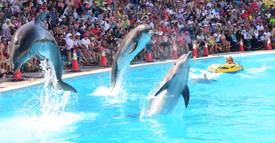 dolphin show in Cairo