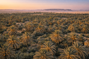 Date palm groves in Siwa Oasis