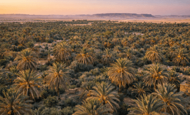 Date palm groves in Siwa Oasis