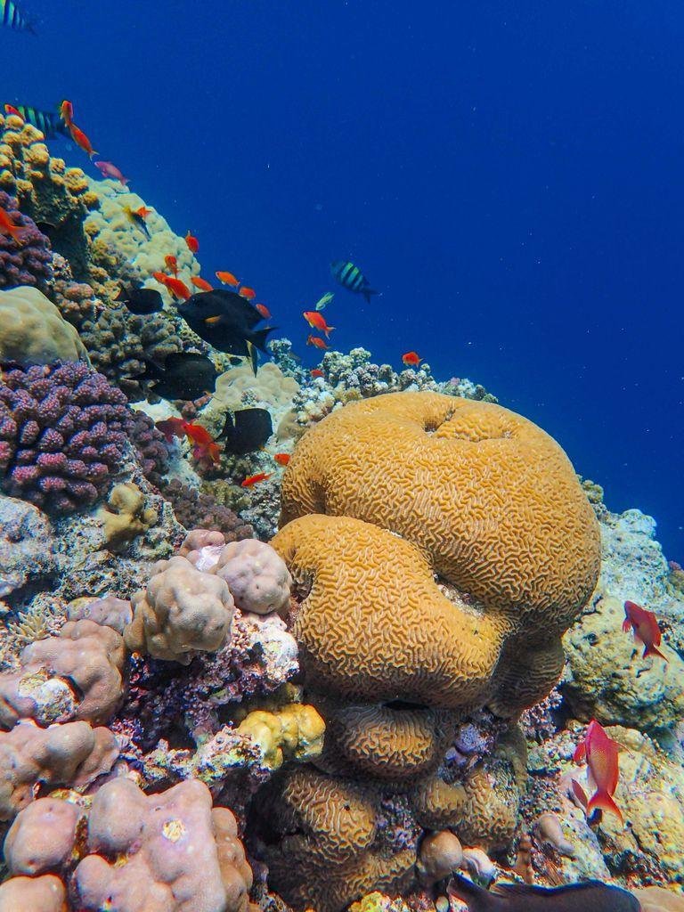 Colorful coral reef teeming with diverse marine life under the ocean.