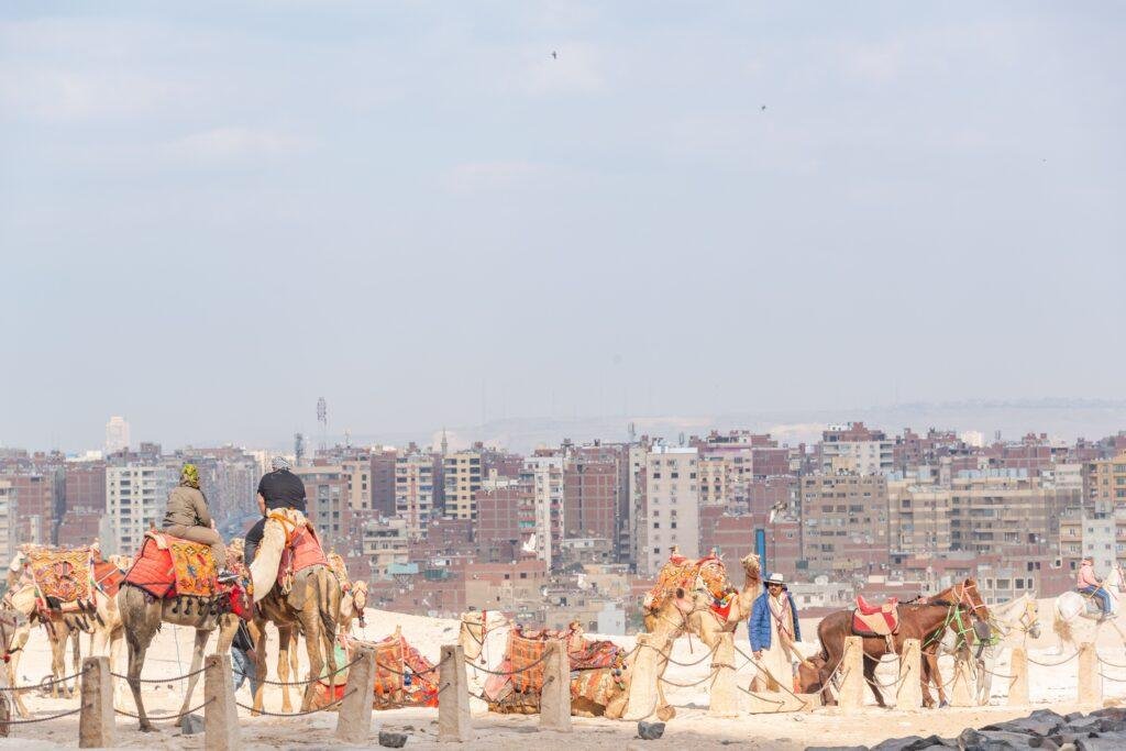 Cairo skyline with camels