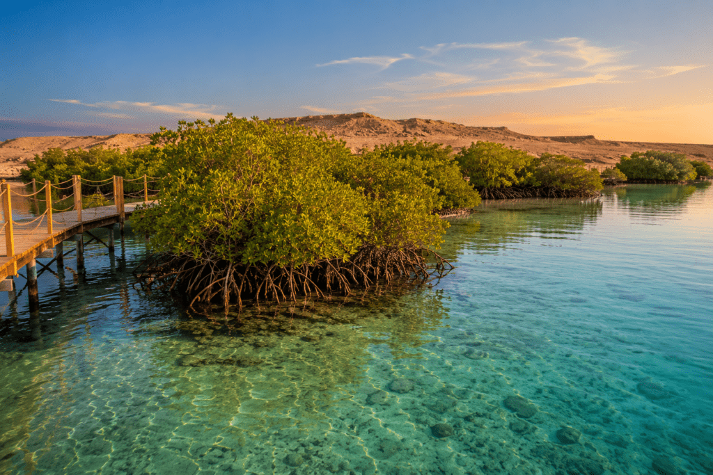 Ras Mohammed's mangrove area