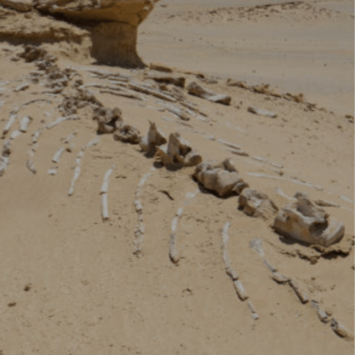 wadi al-hitan fayoum egypt