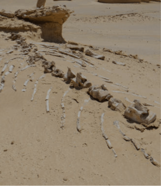 wadi al-hitan fayoum egypt