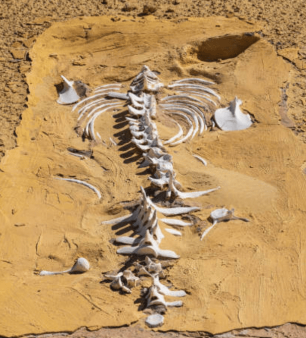 wadi al-hitan fayoum egypt