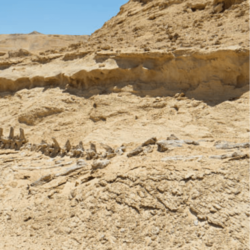 wadi al-hitan fayoum egypt
