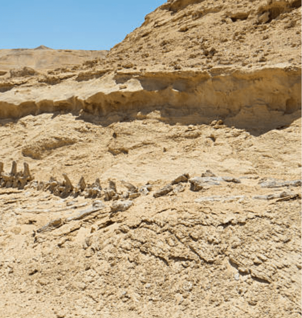 wadi al-hitan fayoum egypt
