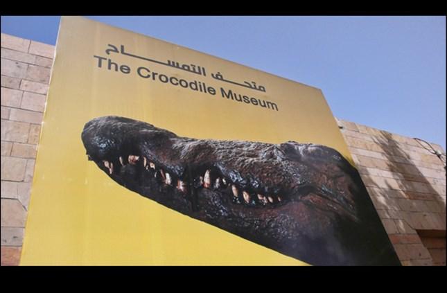 Mummified Nile crocodiles displayed in the Crocodile Museum at Kom Ombo.