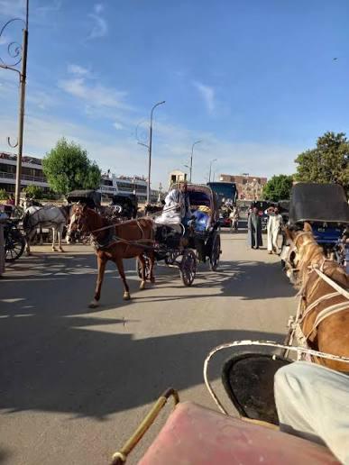 edfu temple horse-drawn carriages