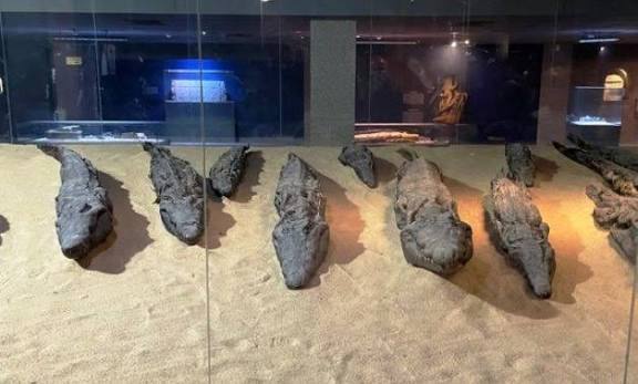 Mummified Nile crocodiles displayed in the Crocodile Museum at Kom Ombo.