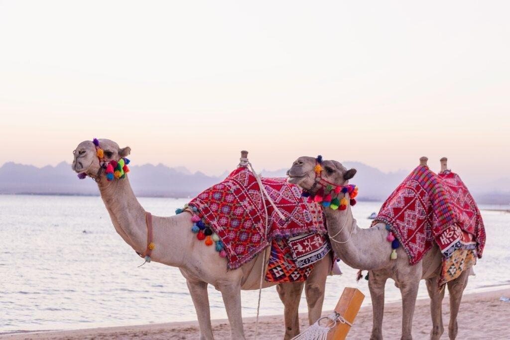 Camel rides on beach in Sharm El Sheikh, Egypt