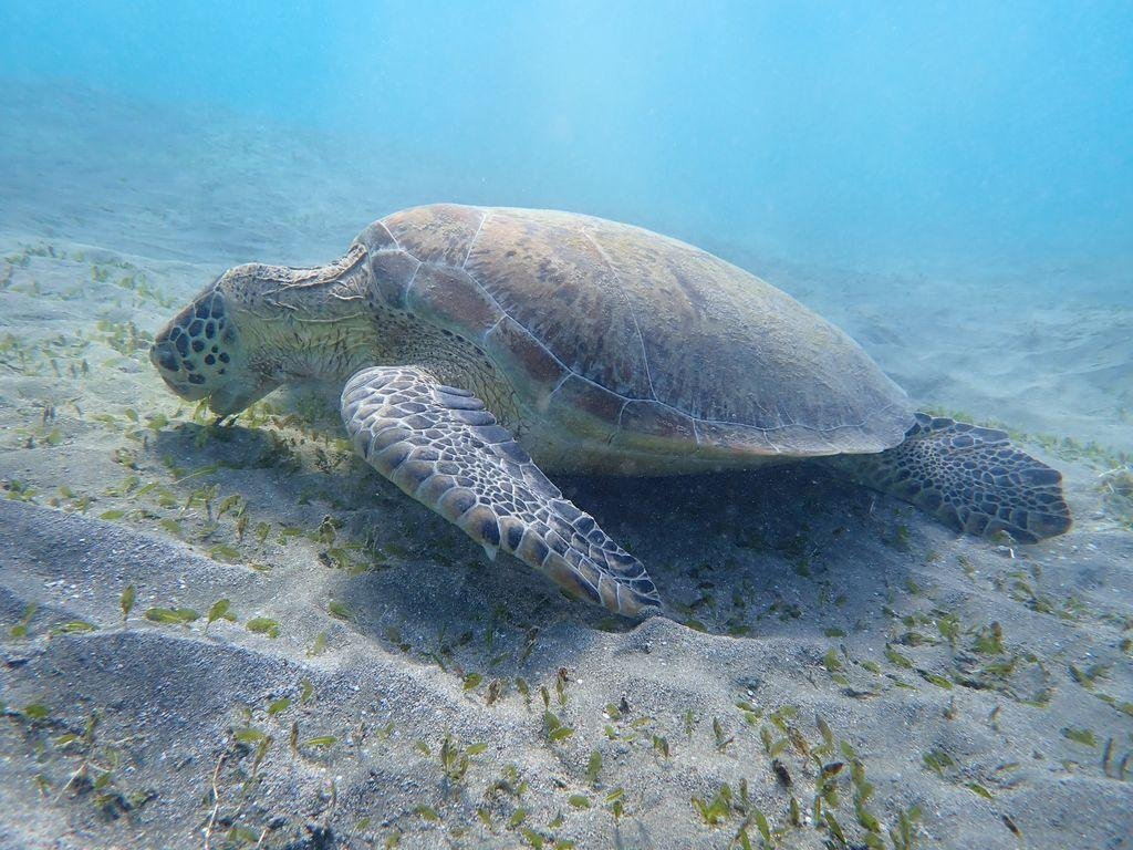 A green sea turtle gracefully glides over the seabed in Marsa Alam, Egypt.