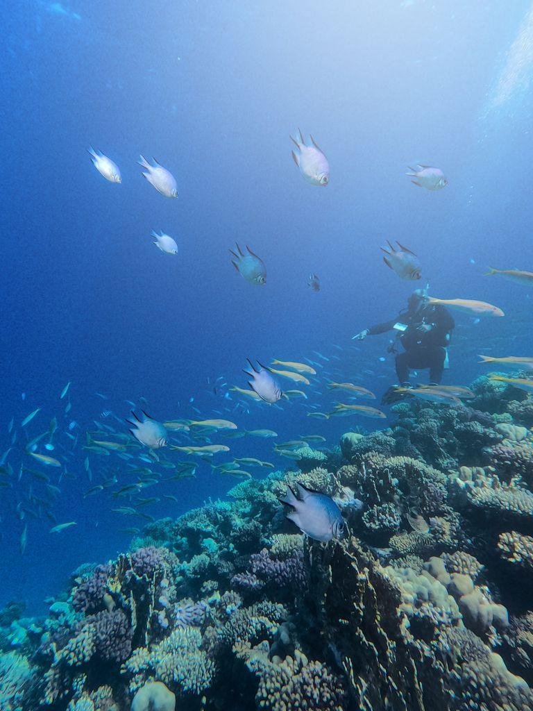 Vibrant underwater scene with scuba diver exploring coral reef and colorful fish in South Sinai, Egypt.