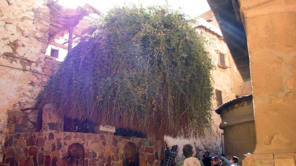 Bush traditionally associated with the biblical burning bush at St. Catherine's Monastery