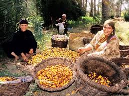Siwa dates