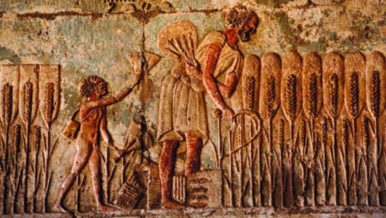Ancient harvest scene carved on the walls of the Tomb of Petosiris at Tuna el-Gebel, Egypt.