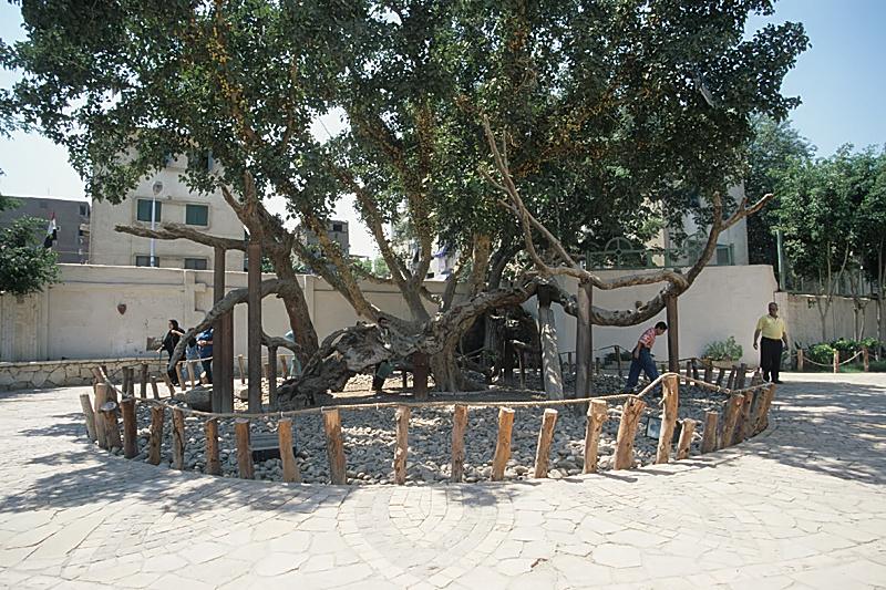 Mary's Tree in Matariya, Cairo, associated with the Holy Family's journey through Egypt